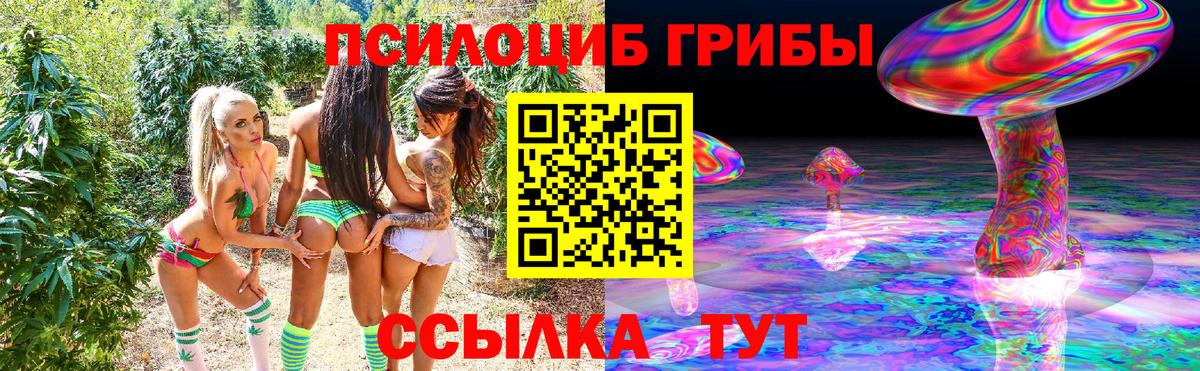 Галлюциногенные грибы Psilocybe Черногорск